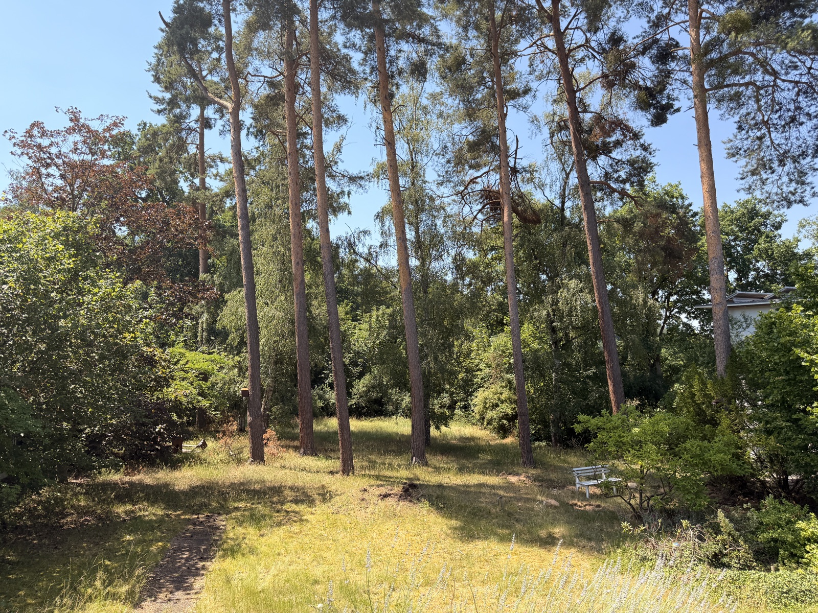 Kiefernwald